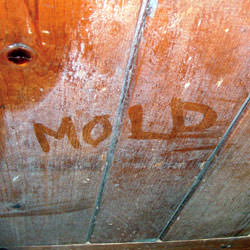Wood in Annandale that's showing signs of cosmetically damaging mold