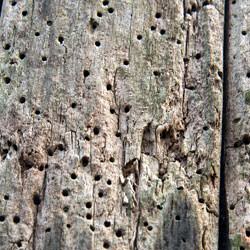 Powder post beetle damage on wood outside a Centreville home